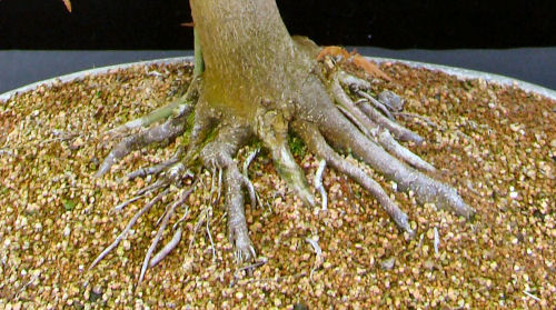 limescale on bonsai